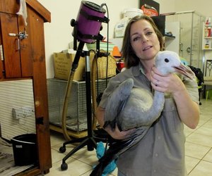 Blou Kraanvoel sal herstel